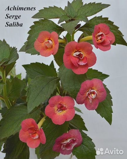 Сортовые Ахименесы