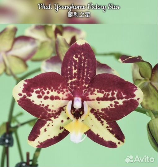 Орхидея фаленопсис