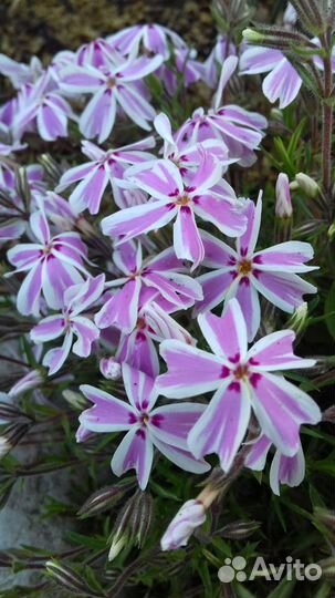 Флокс шиловидный Кэнди Страйпс