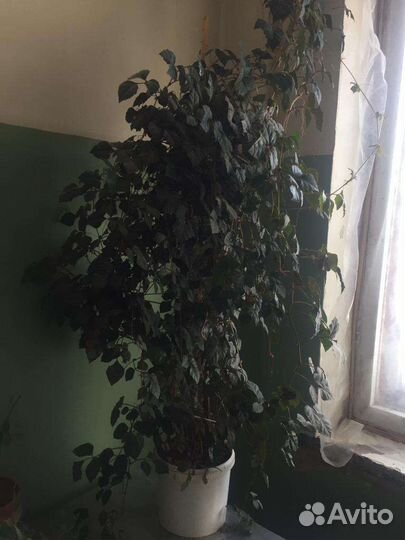 Циссус (Березка)