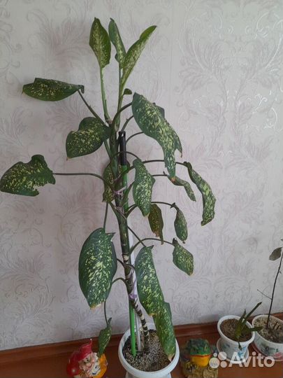 Комнатные цветы