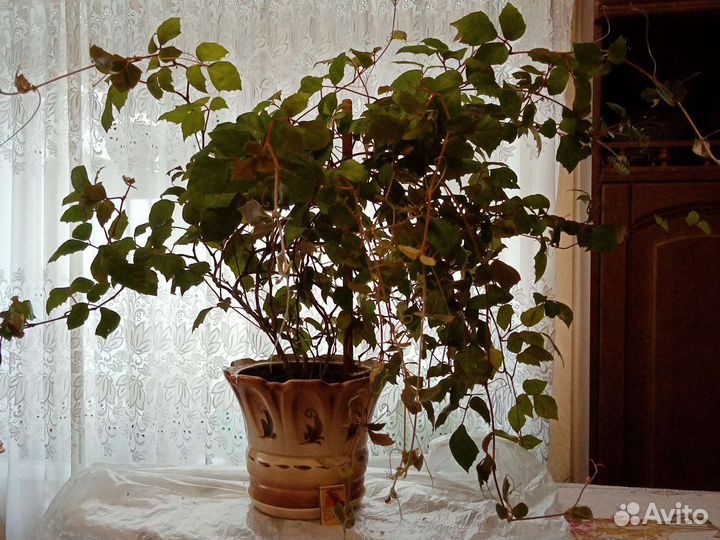 Берёзка, циссус