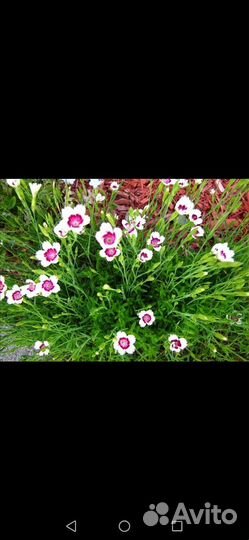 Многолетние цветы