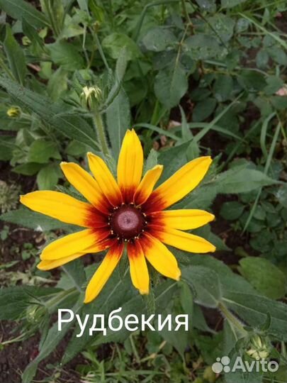 Многолетние цветы