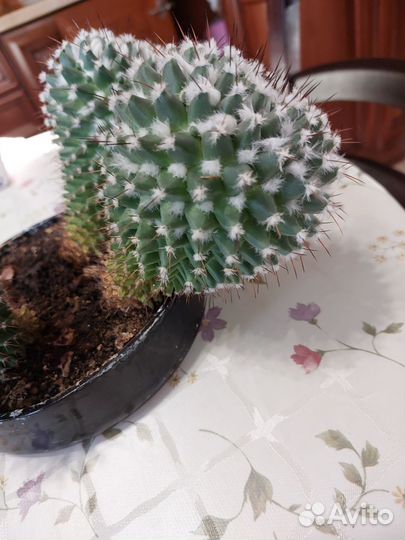 Кактус
