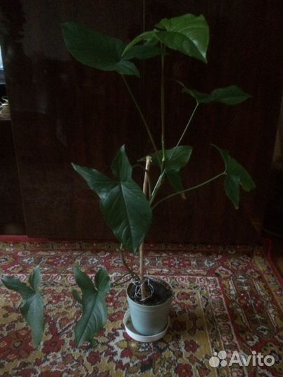 Комнатные цветы, герань, алое и другие