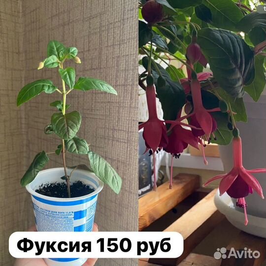 Фуксия рассада