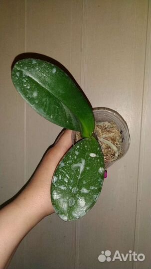 Орхидея Miki Black Marble