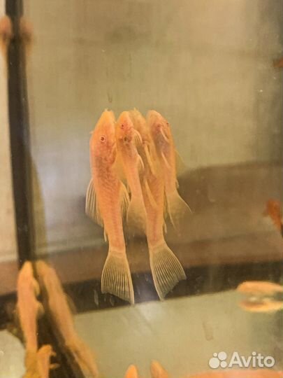 Аквариумные рыбки