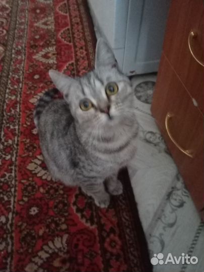 Британская кошечка