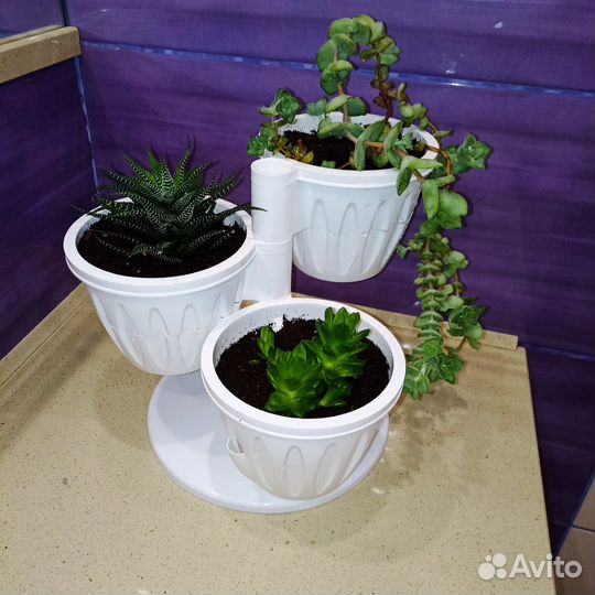 Крассула перфората, хавортии полосатая и купера