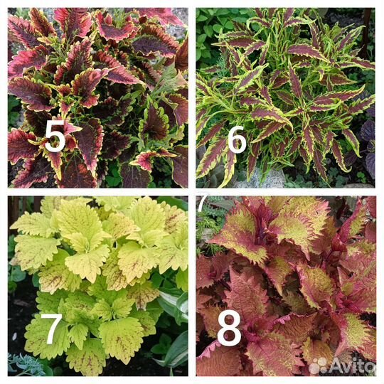 Колеусы и др. многолетники