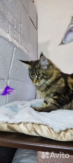 Котята мейнкун