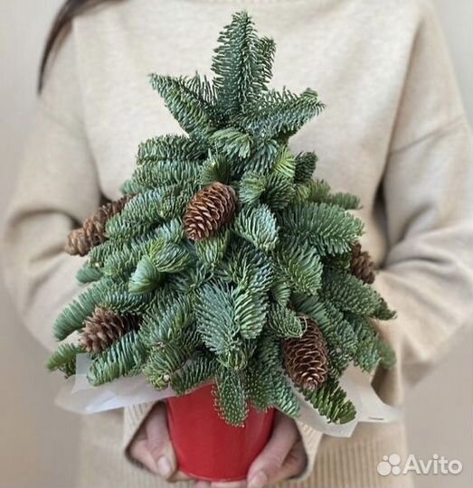 Елочки из нобилиса Рождественский венок
