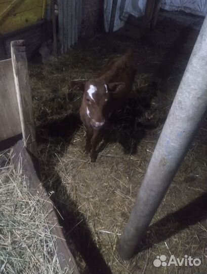 Телка 2 месяца