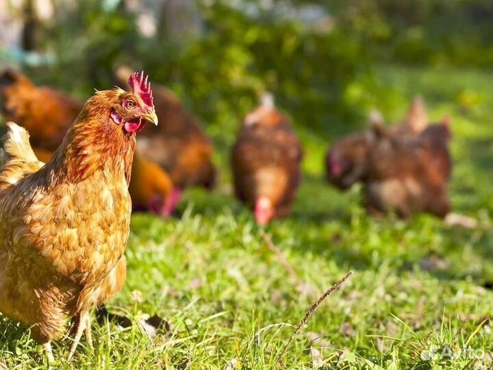 Куры Несушки, Бесплатная доставка