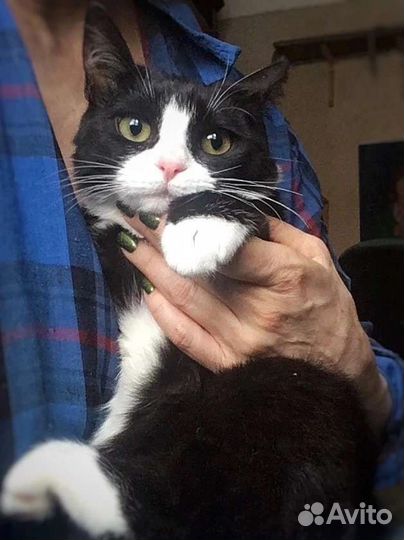 Петруша ищет дом