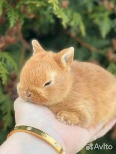 Мини кролики ручные