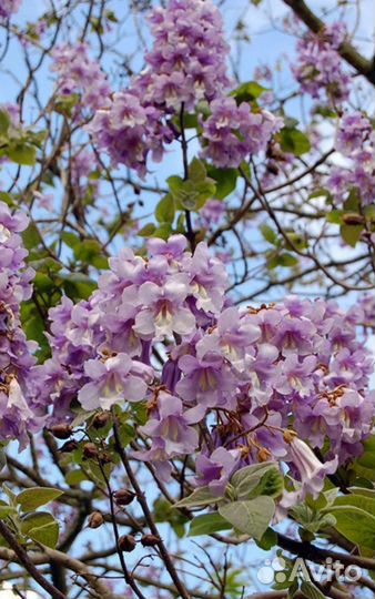 Павловния Pao Tong z 07