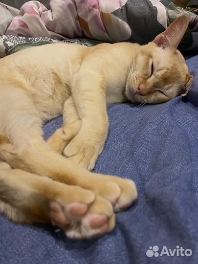 Вязка бурма