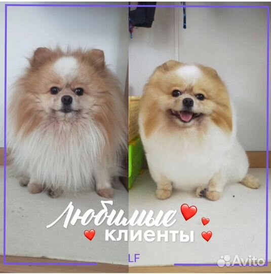 Груминг шпиц