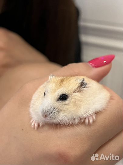 Хомяк с клеткой