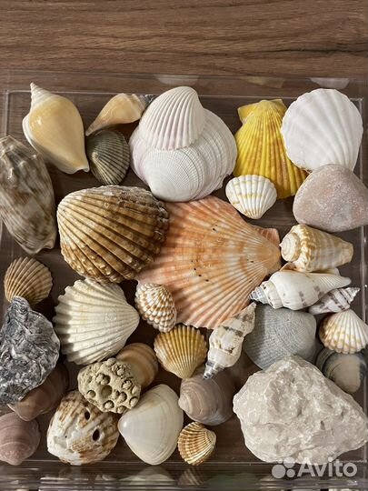 Морские ракушки и камни