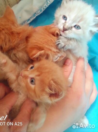 Котята в добрые руки