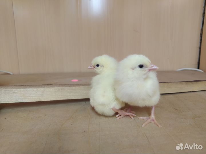 Цыплята бройлерные, мясо-яичные и несушки