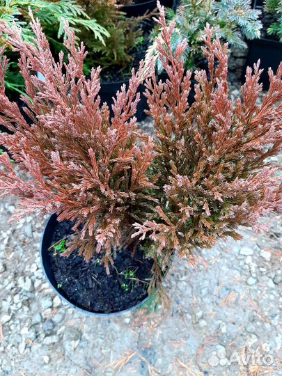 Можжевельник Лайм Глоу