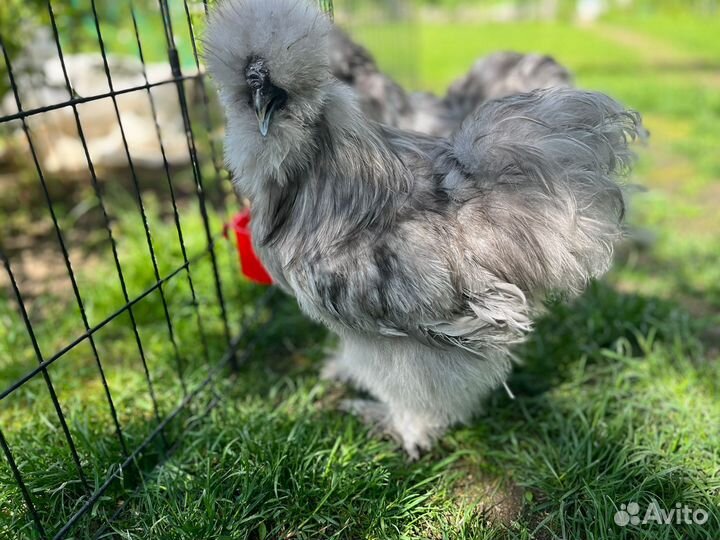 Петухи китайские шелковые