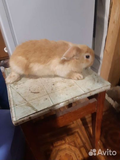 Продаю кроликов