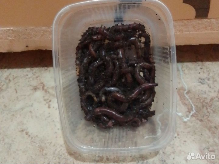 Черви для рыбалки дендробэна