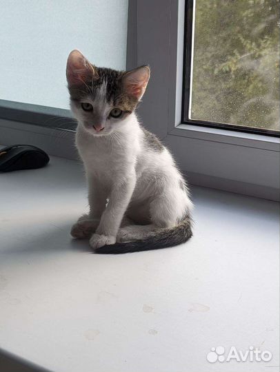 Котенок в добрые руки