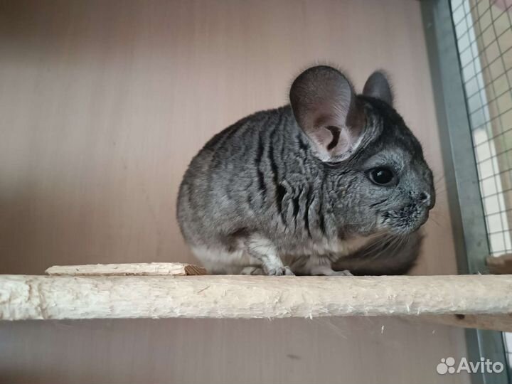 Шиншилла