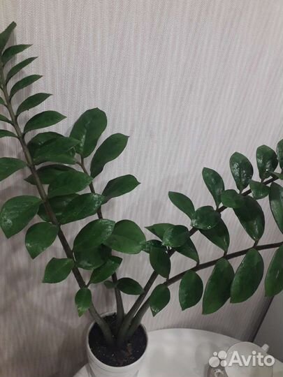 Замиокулькас