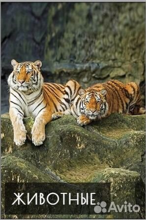 Картины,печать ваших фото на холсте от Лотос юг