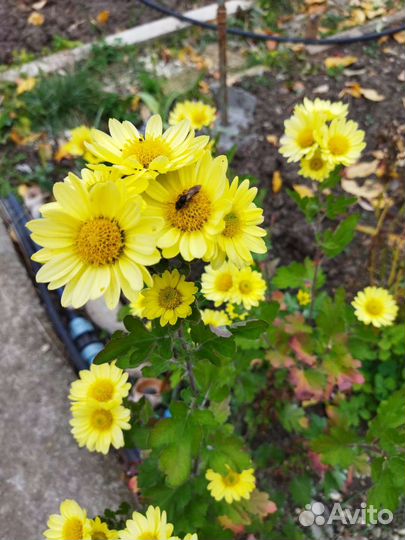 Дубки цветы