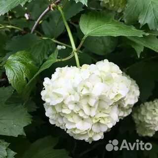 Калина бульденеж