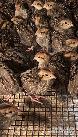 Перепелка перепела