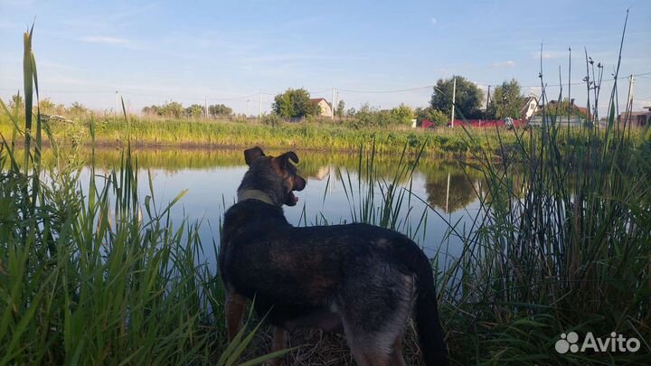 Собаки милашки ждут хозяев