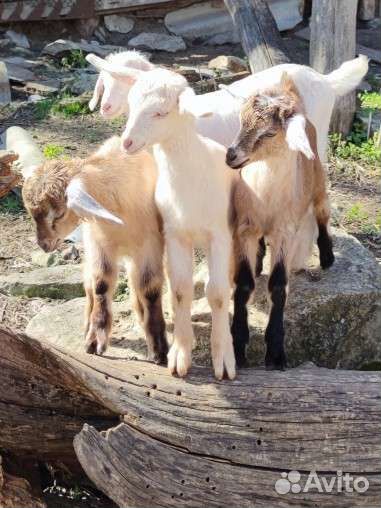 Козлята от высокоудойных коз