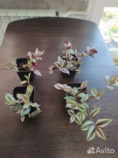 Комнатные цветы кротон, антуриум, и др