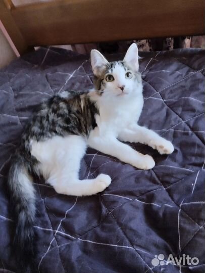 Котенок мальчик