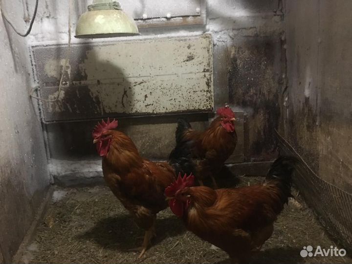 Продам петухов Кучинская юбилейная