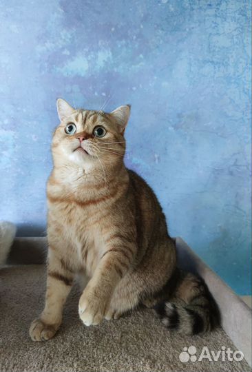 Шотландский кот