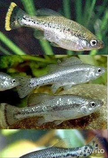 Амека глянцевая. Теодоксус (не привозной)