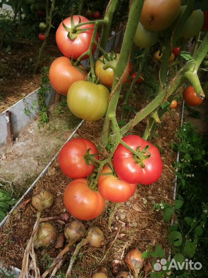 Помидоры домашние