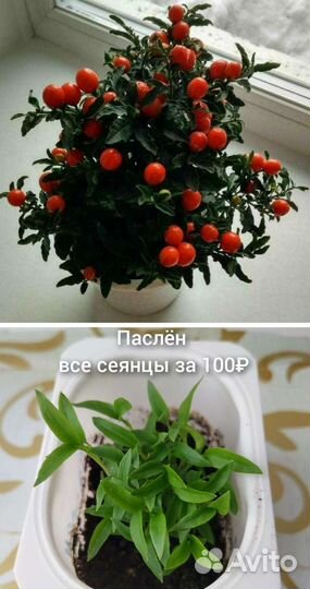 Цветомания