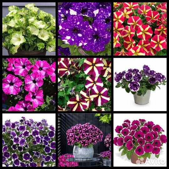 Черенки вегетативных петуний и калибрахоа